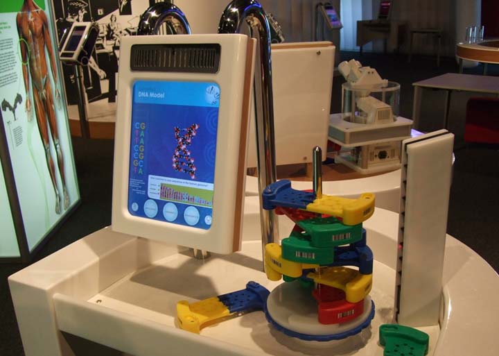 build a helix dna interactive exhibit.jpg build a helix dna interactive exhibit.jpg